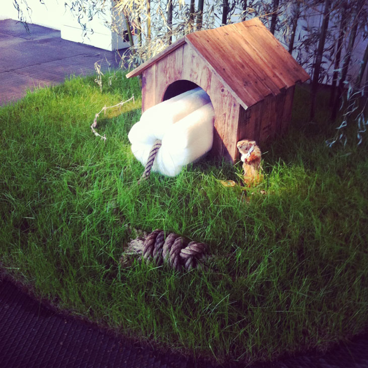 8_chiot_devant_amandine_urruty