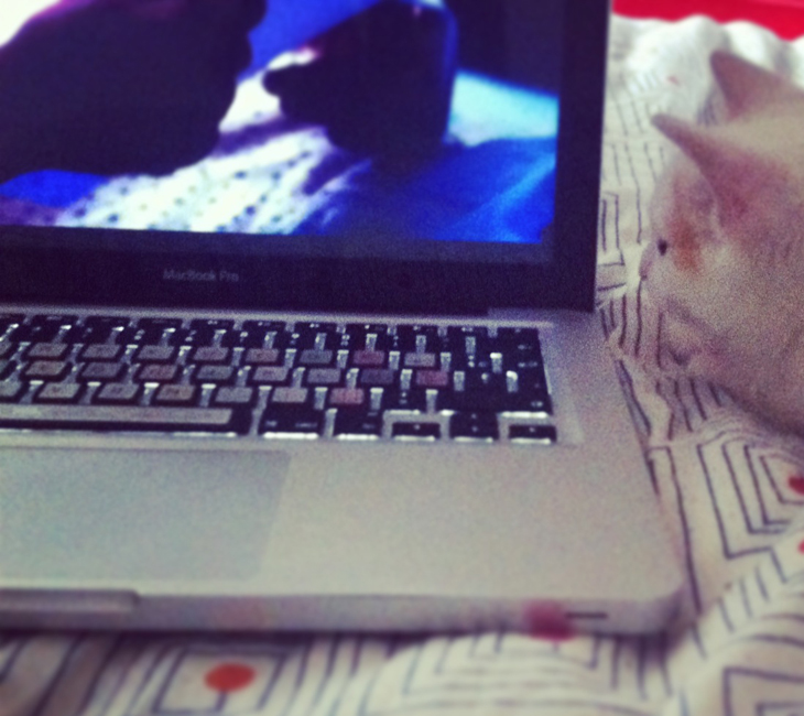 grey_anatomy_chats_couette