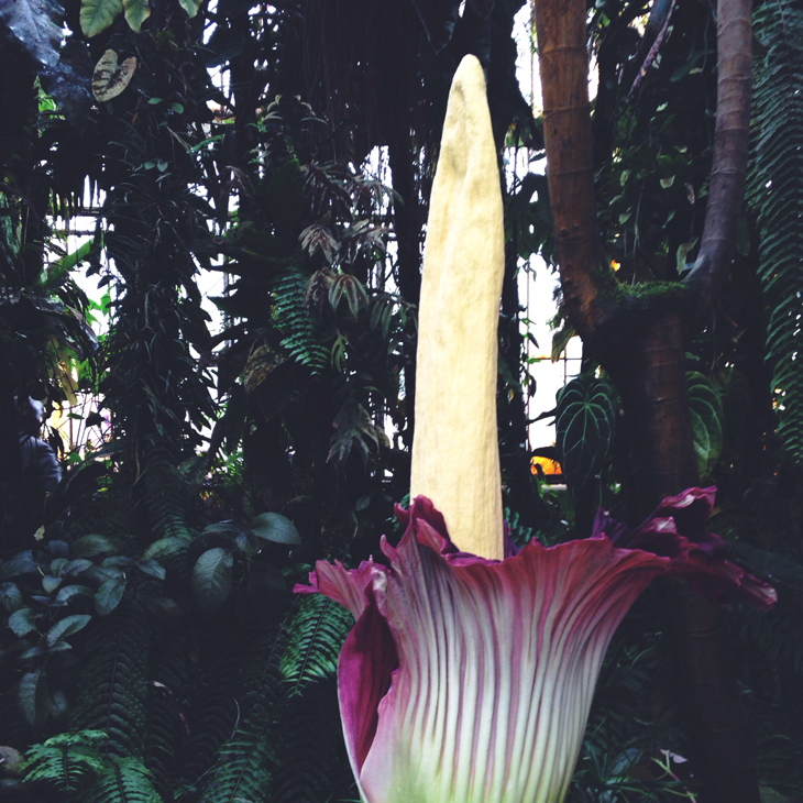 1_penis_de_titan_nantes_2014