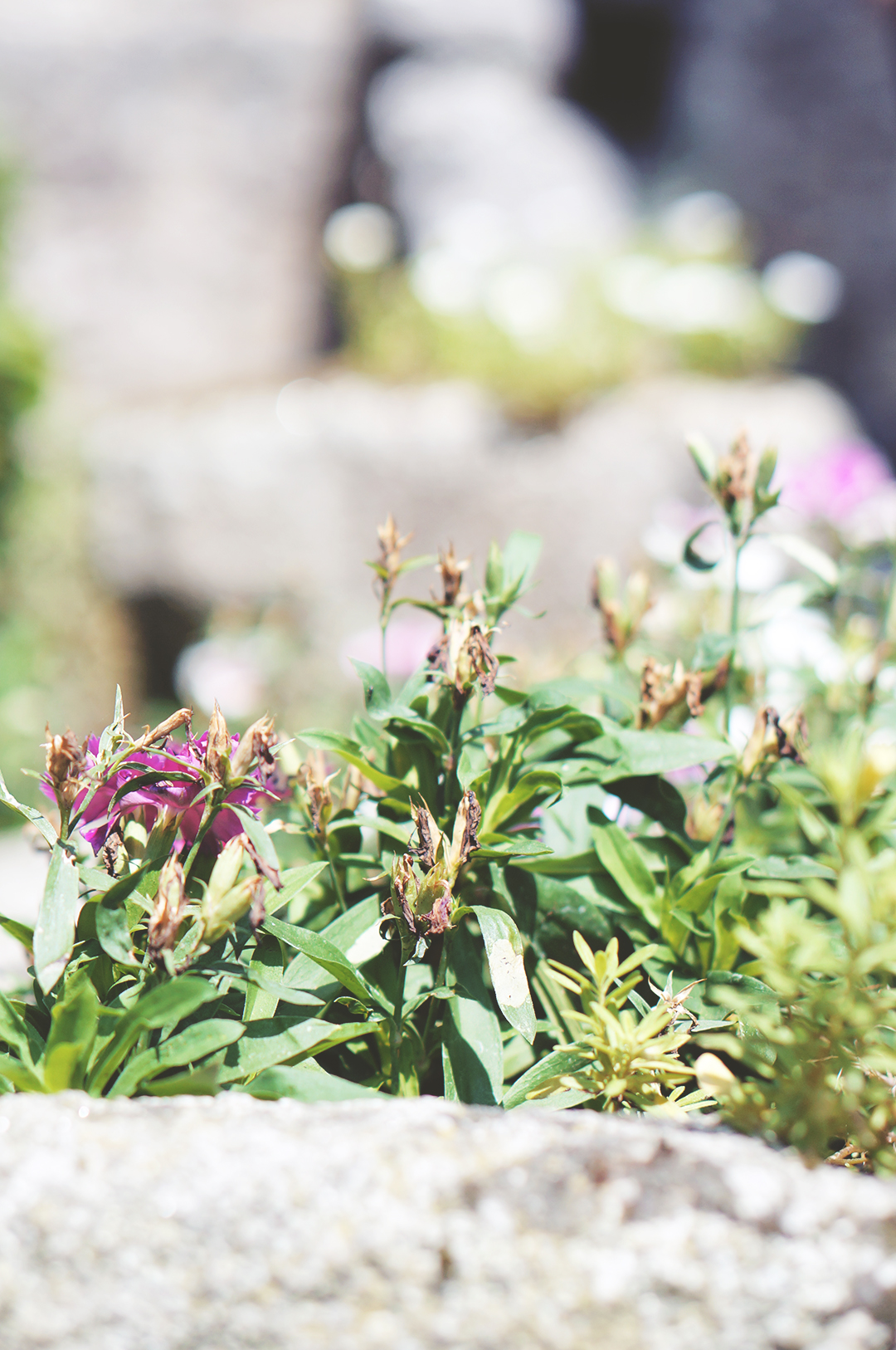 11_ile_behuard_angers_loire