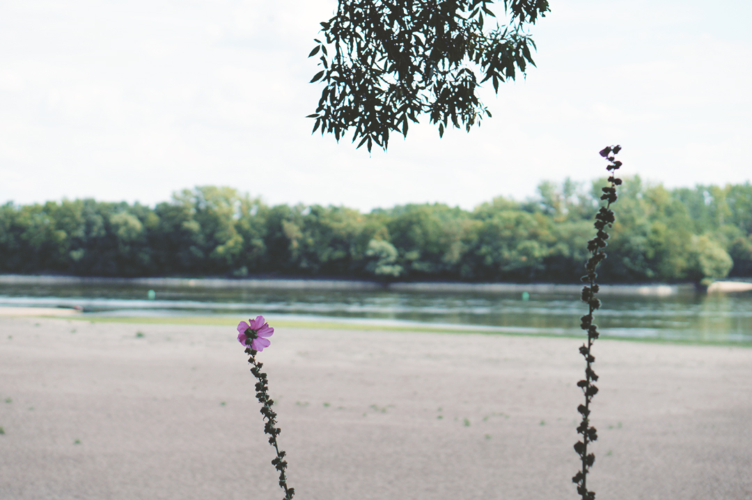 33_ile_behuard_angers_loire