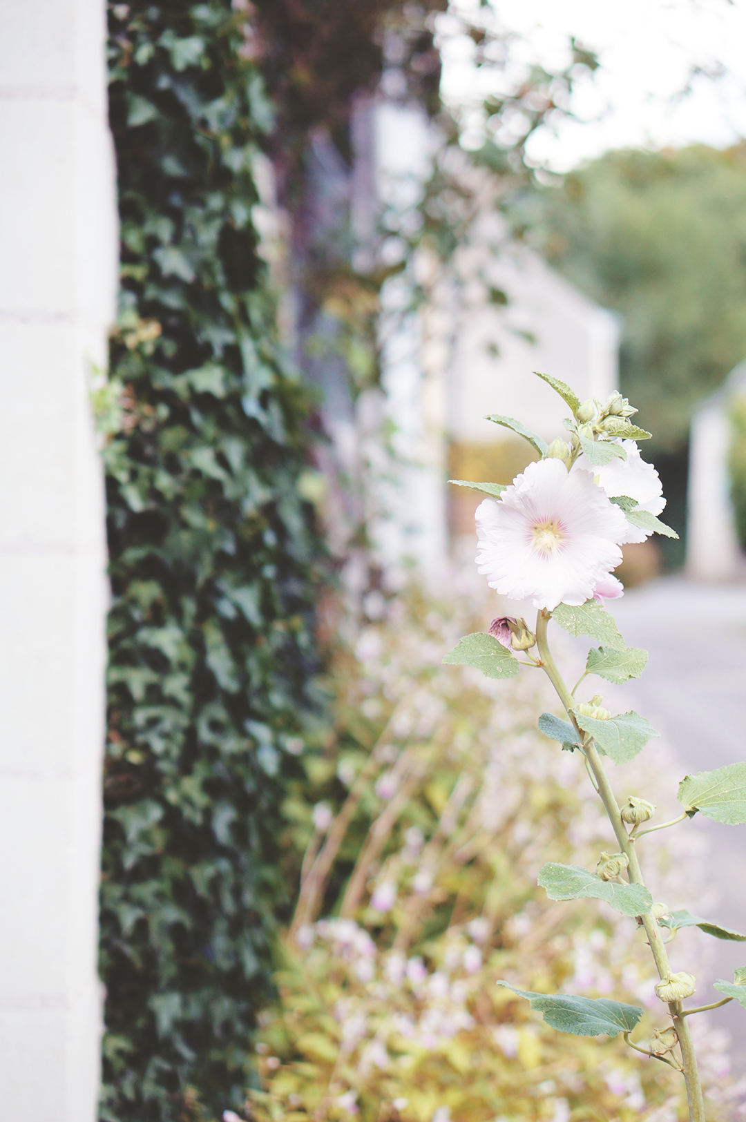 53_ile_behuard_angers_loire