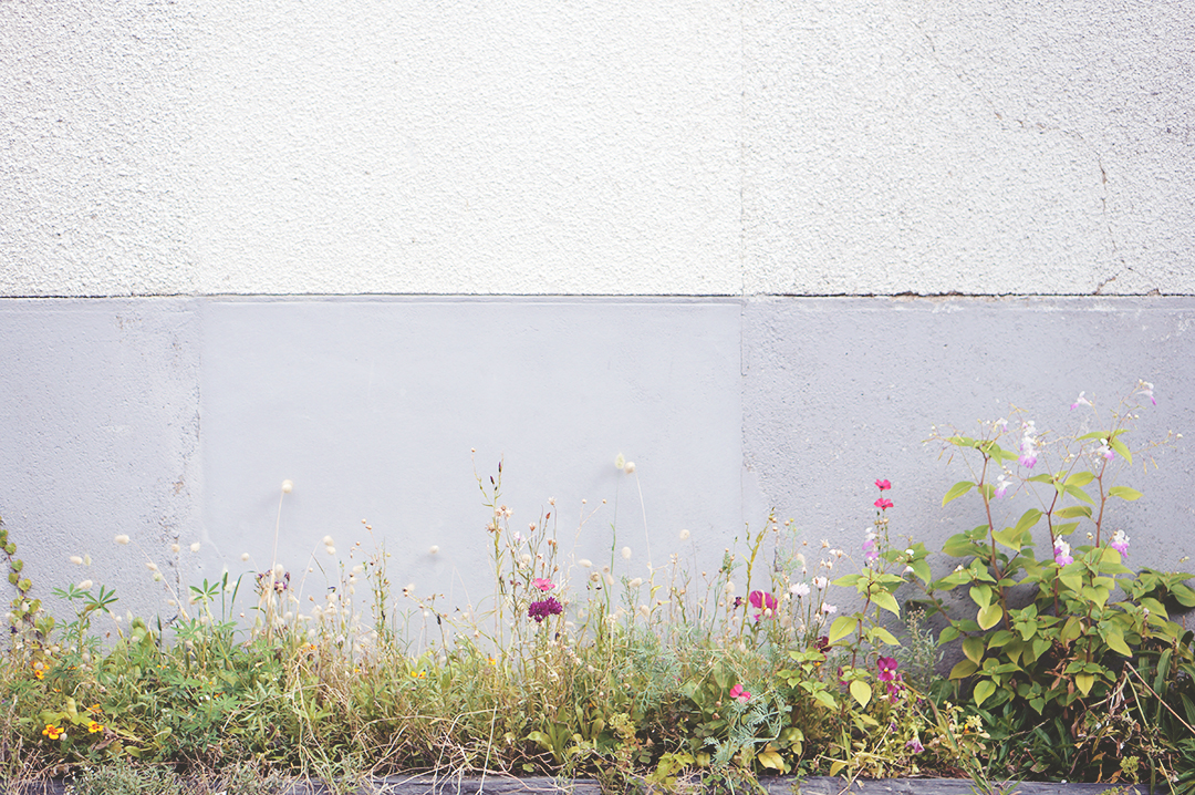 54_ile_behuard_angers_loire