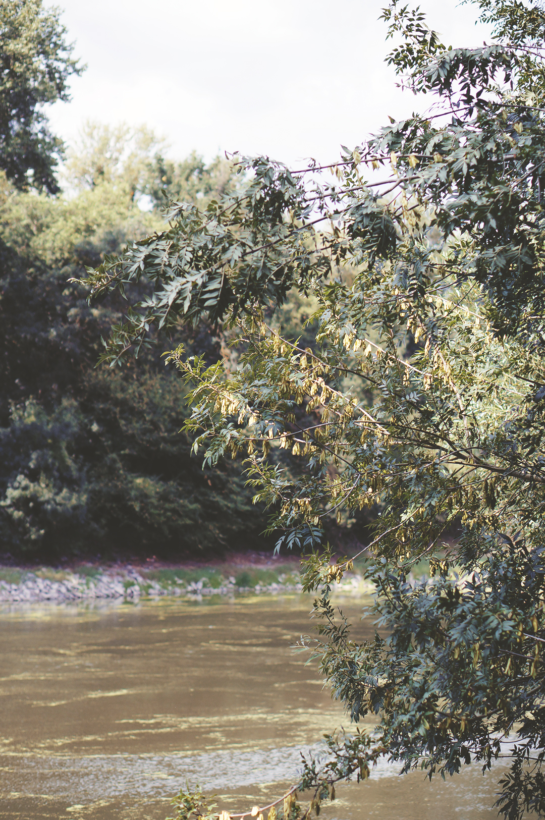 57_ile_behuard_angers_loire