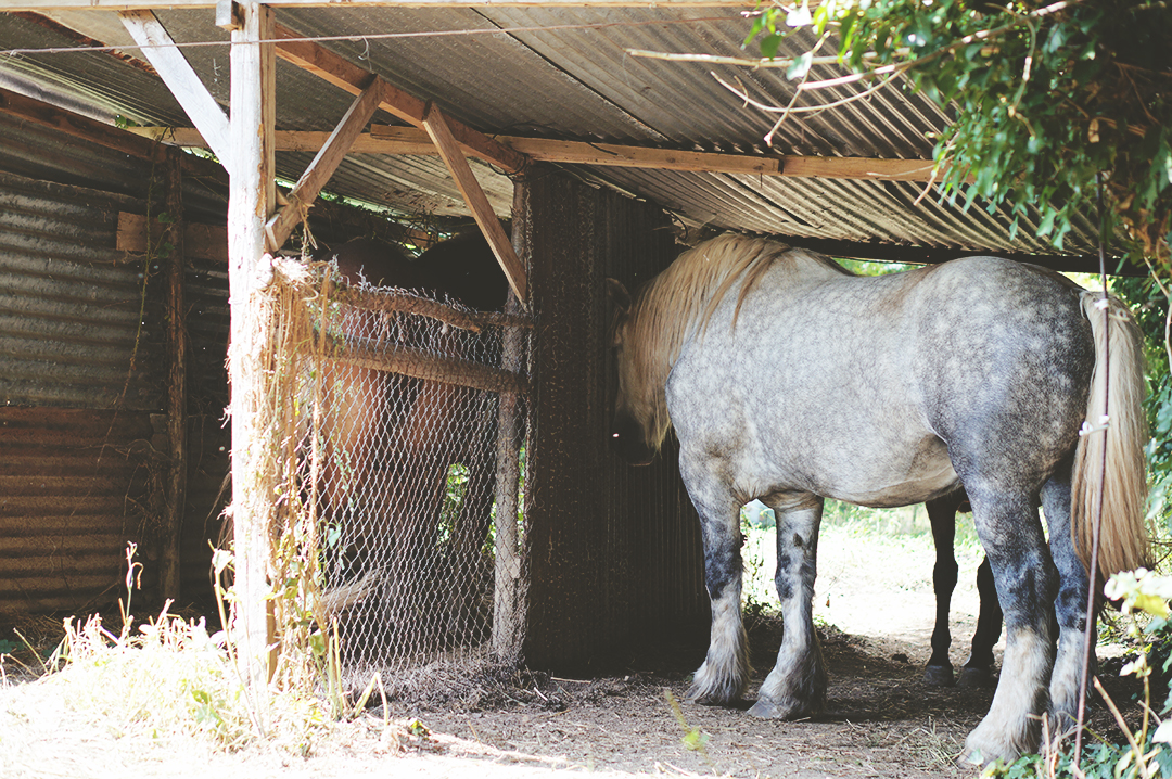 59_ile_behuard_angers_loire