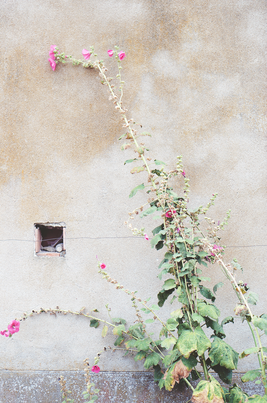 61_ile_behuard_angers_loire