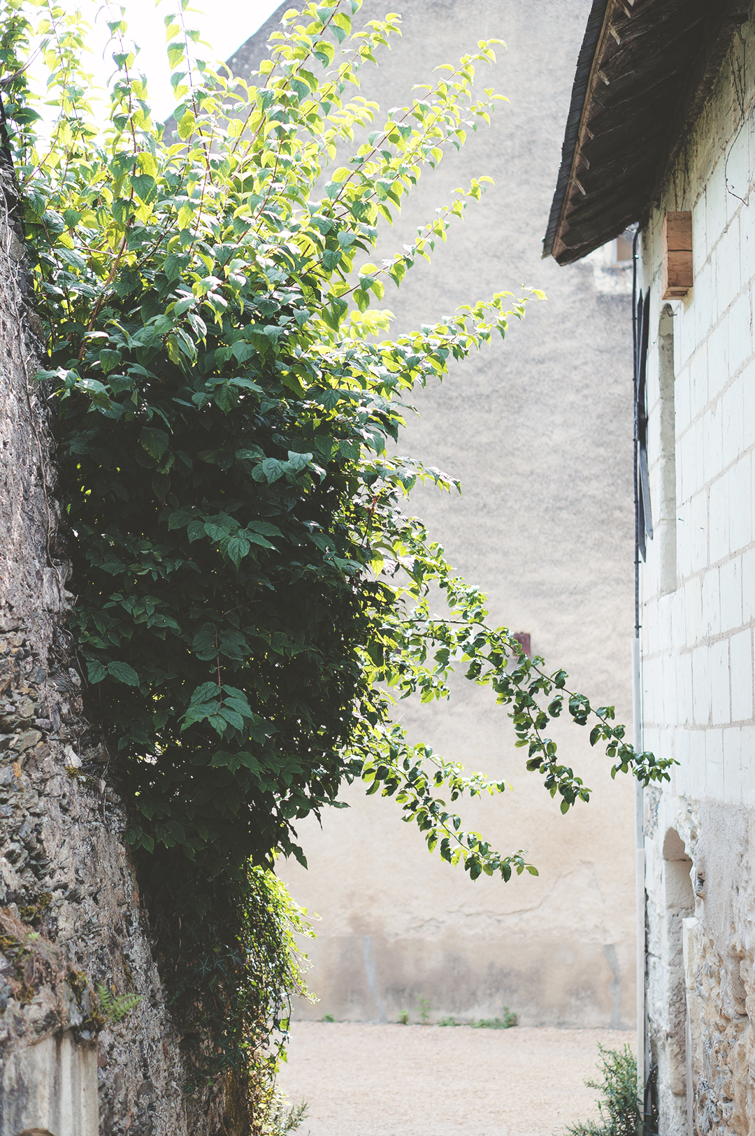 65_ile_behuard_angers_loire