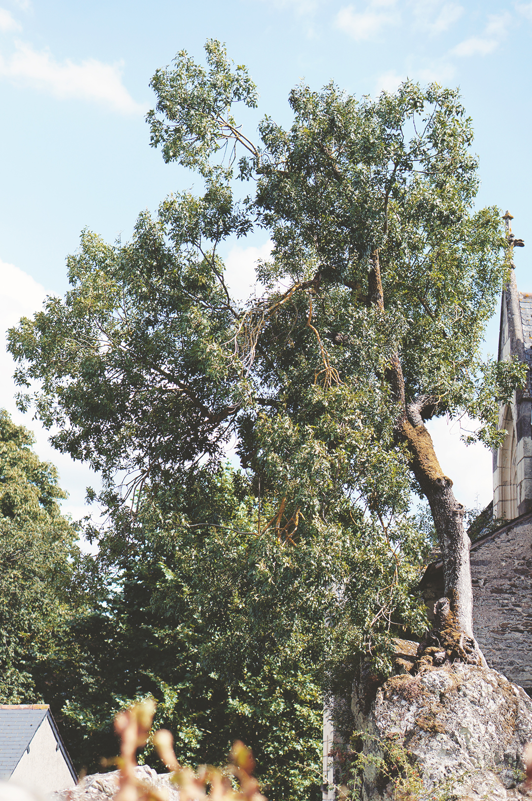 71_ile_behuard_angers_loire