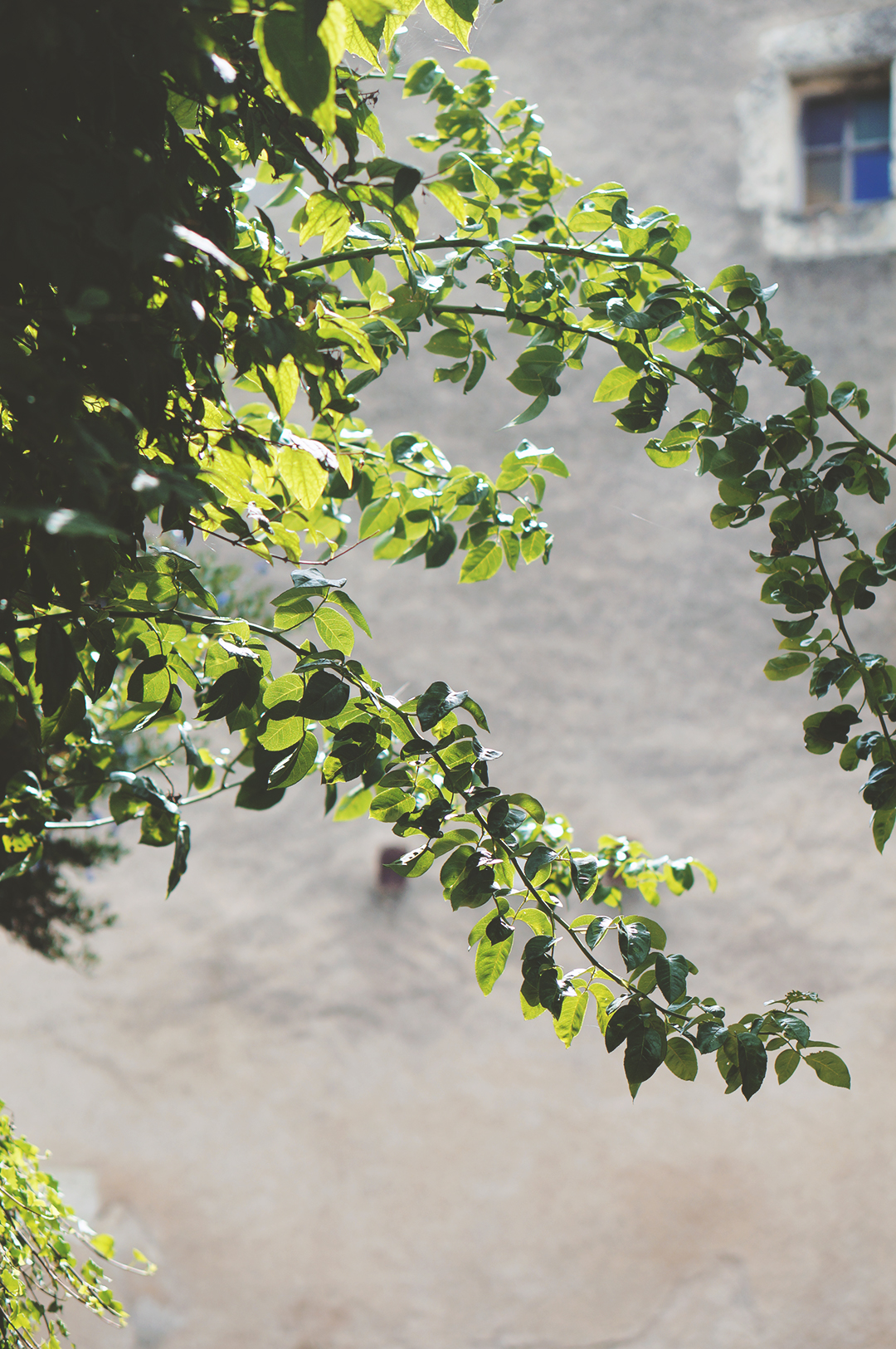 73_ile_behuard_angers_loire