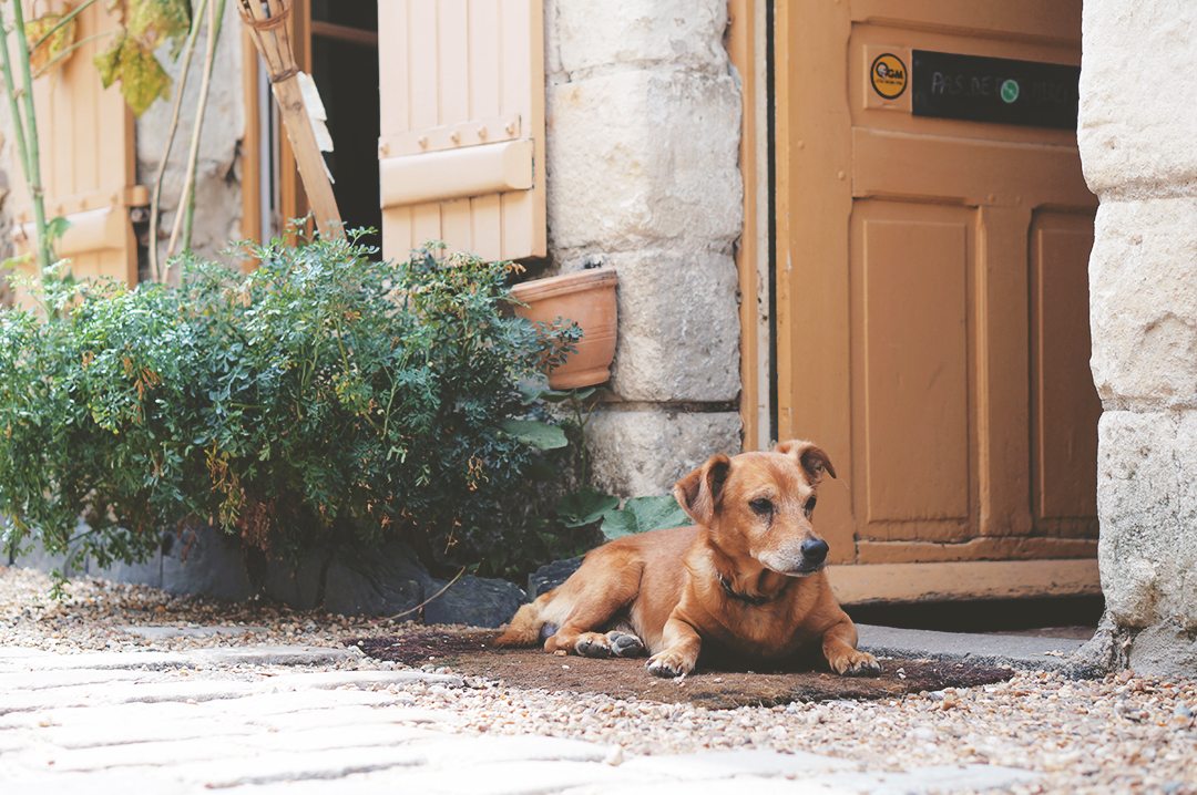 74_ile_behuard_angers_loire