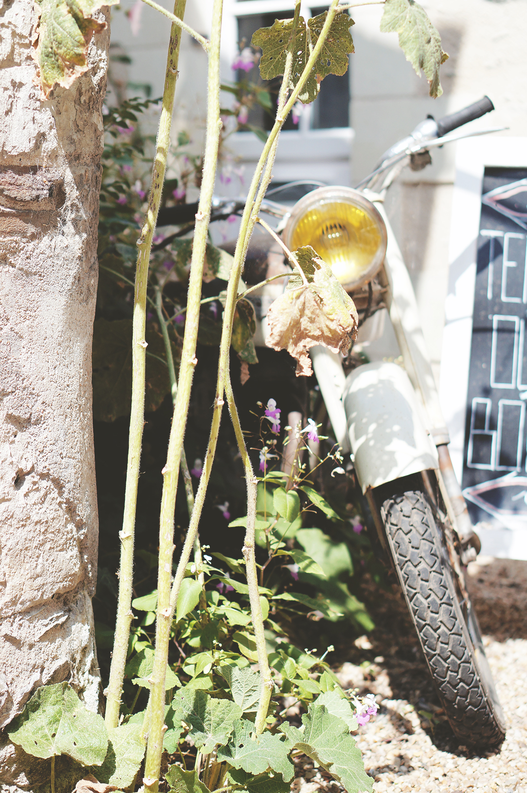 9_ile_behuard_angers_loire