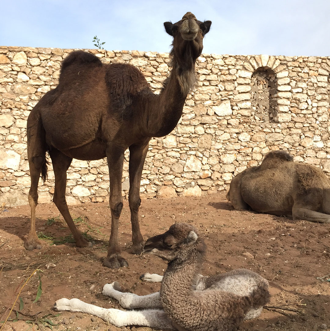 7_blog_mode_voyage_maroc_marrakech_essaouira_safi