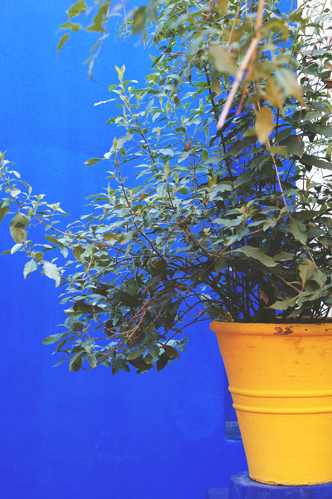 5_24h_marrakech_que_faire_majorelle