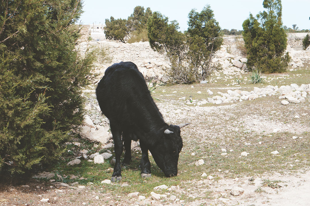 10_blog_voyage_maroc_photos_animaux