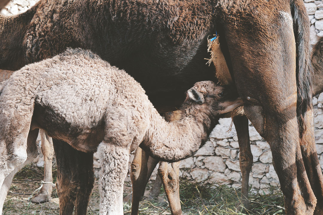 12_blog_voyage_maroc_photos_animaux