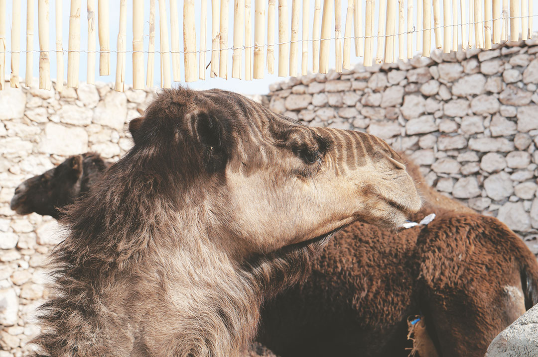 13_blog_voyage_maroc_photos_animaux
