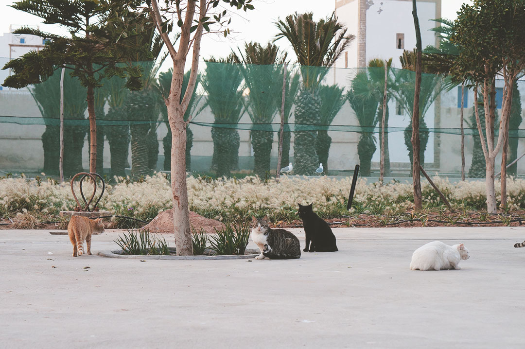 14_blog_voyage_maroc_photos_animaux