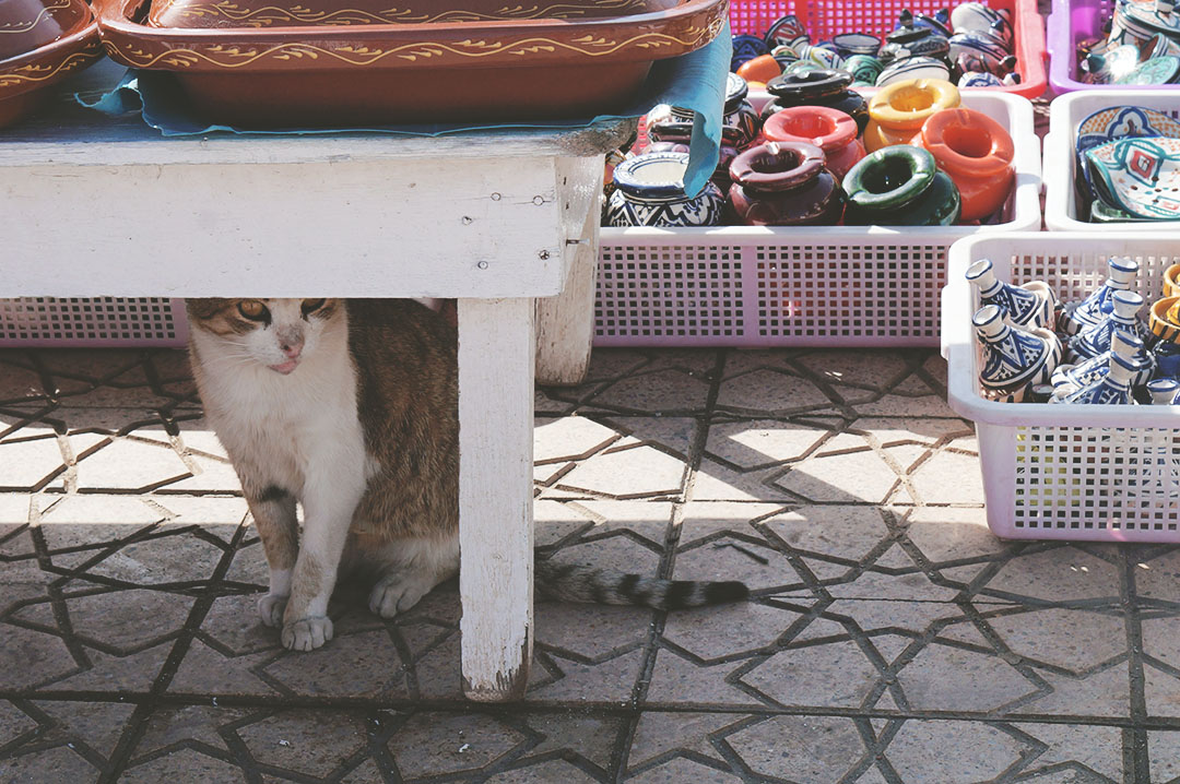 15_blog_voyage_maroc_photos_animaux