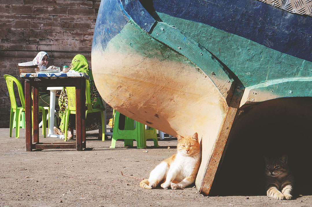 17_blog_voyage_maroc_photos_animaux