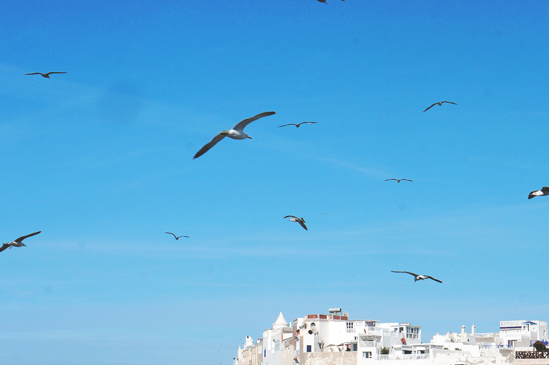 18_blog_voyage_maroc_essaouira