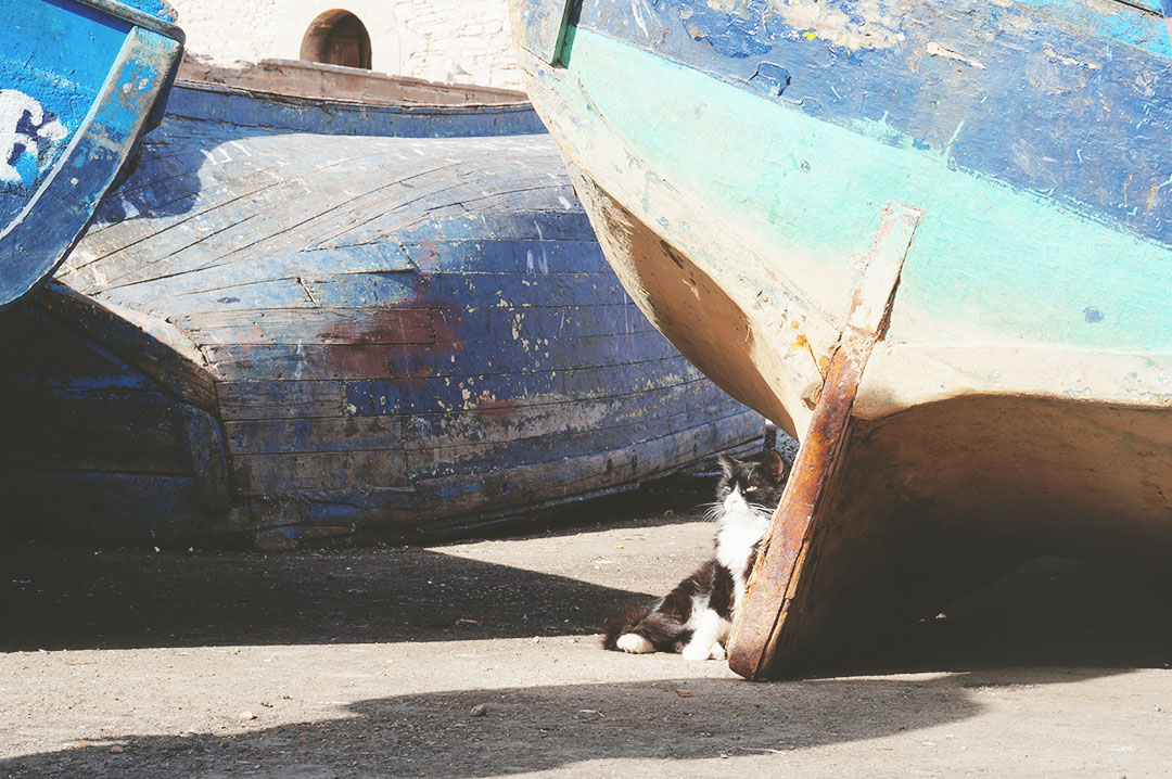 18_blog_voyage_maroc_photos_animaux