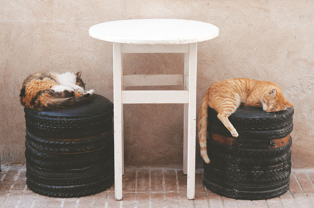 19_blog_voyage_maroc_photos_animaux