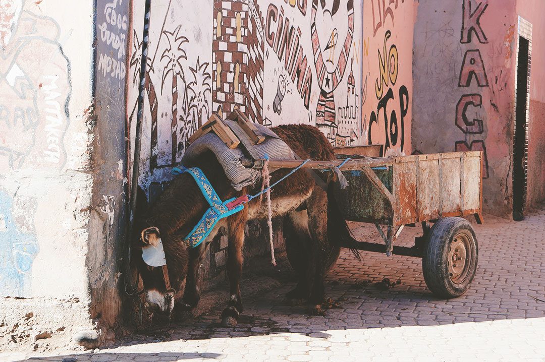 3_blog_voyage_maroc_photos_animaux