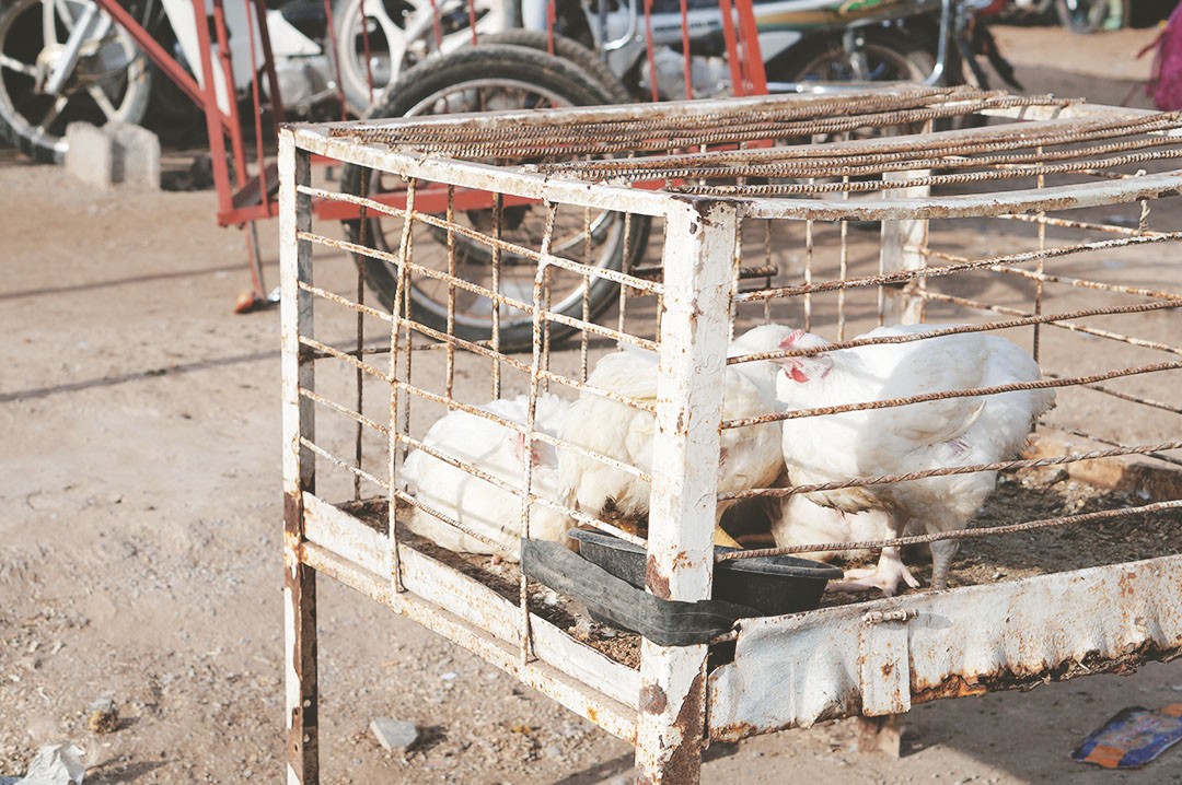 5_blog_voyage_maroc_photos_animaux