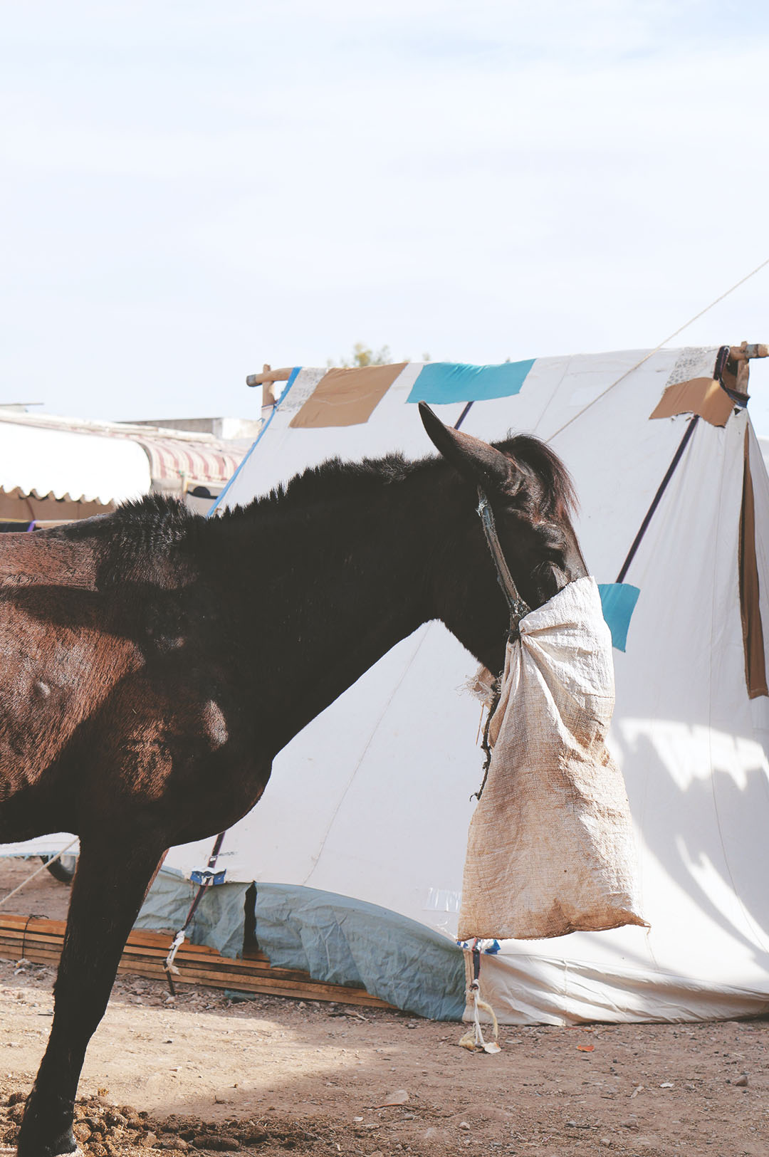 6_blog_voyage_maroc_photos_animaux