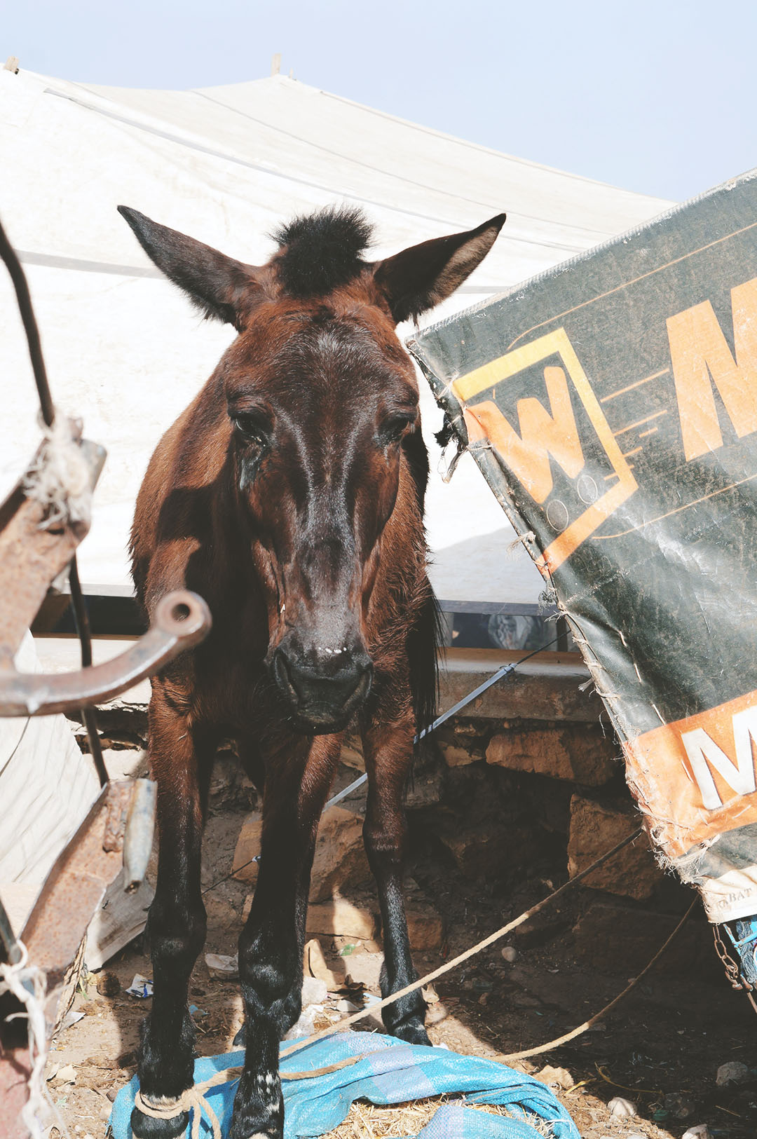 7_blog_voyage_maroc_photos_animaux