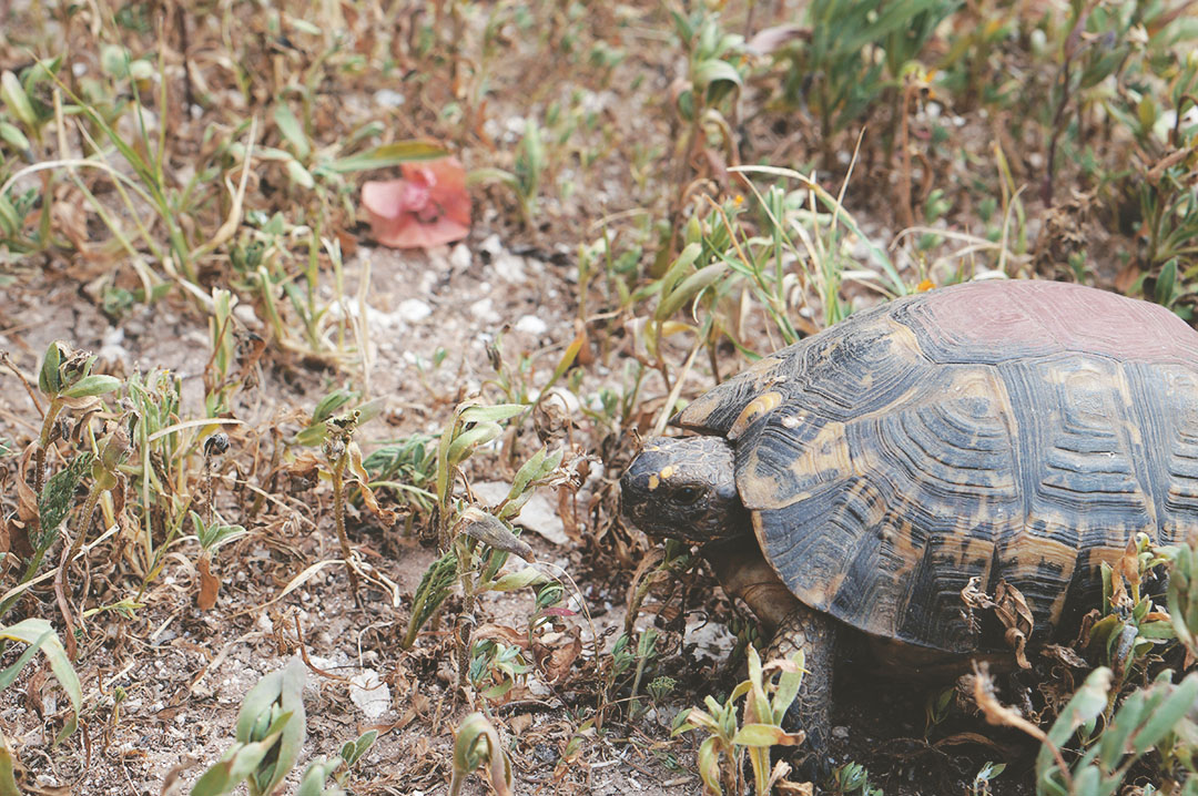 8_blog_voyage_maroc_photos_animaux