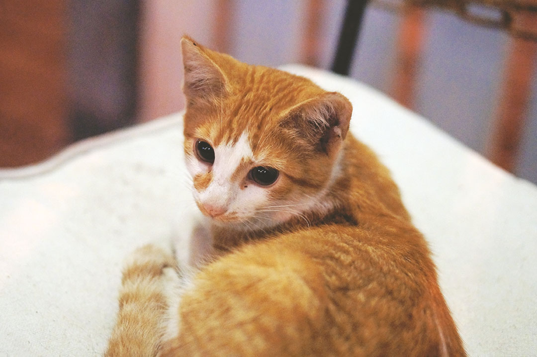 9_blog_voyage_maroc_photos_animaux