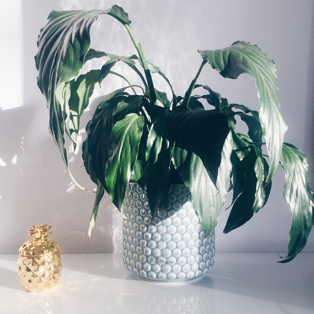 2_cache_pot_bloomingville_jane_jardinerie_nantes