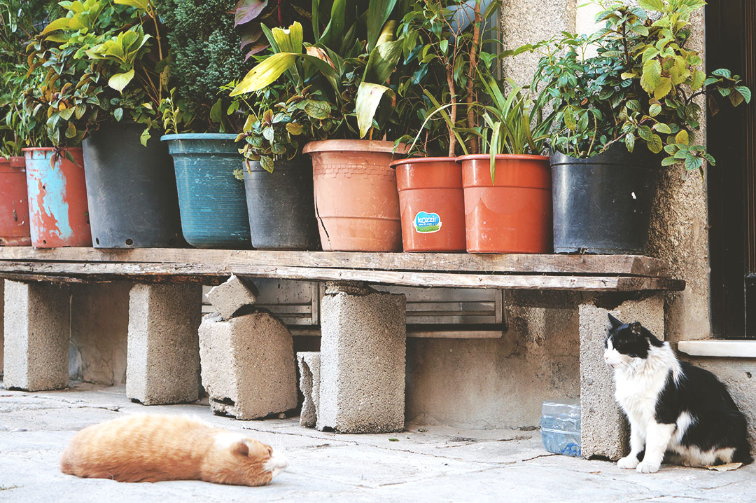 18_blog_voyage_porto_bonnes_adresses