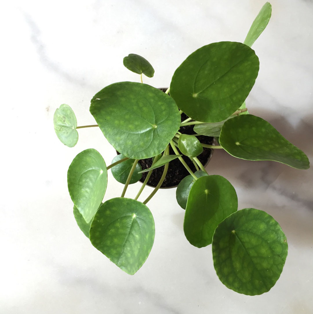 8_ou_trouver_plante_pilea_peperomioides_nantes_