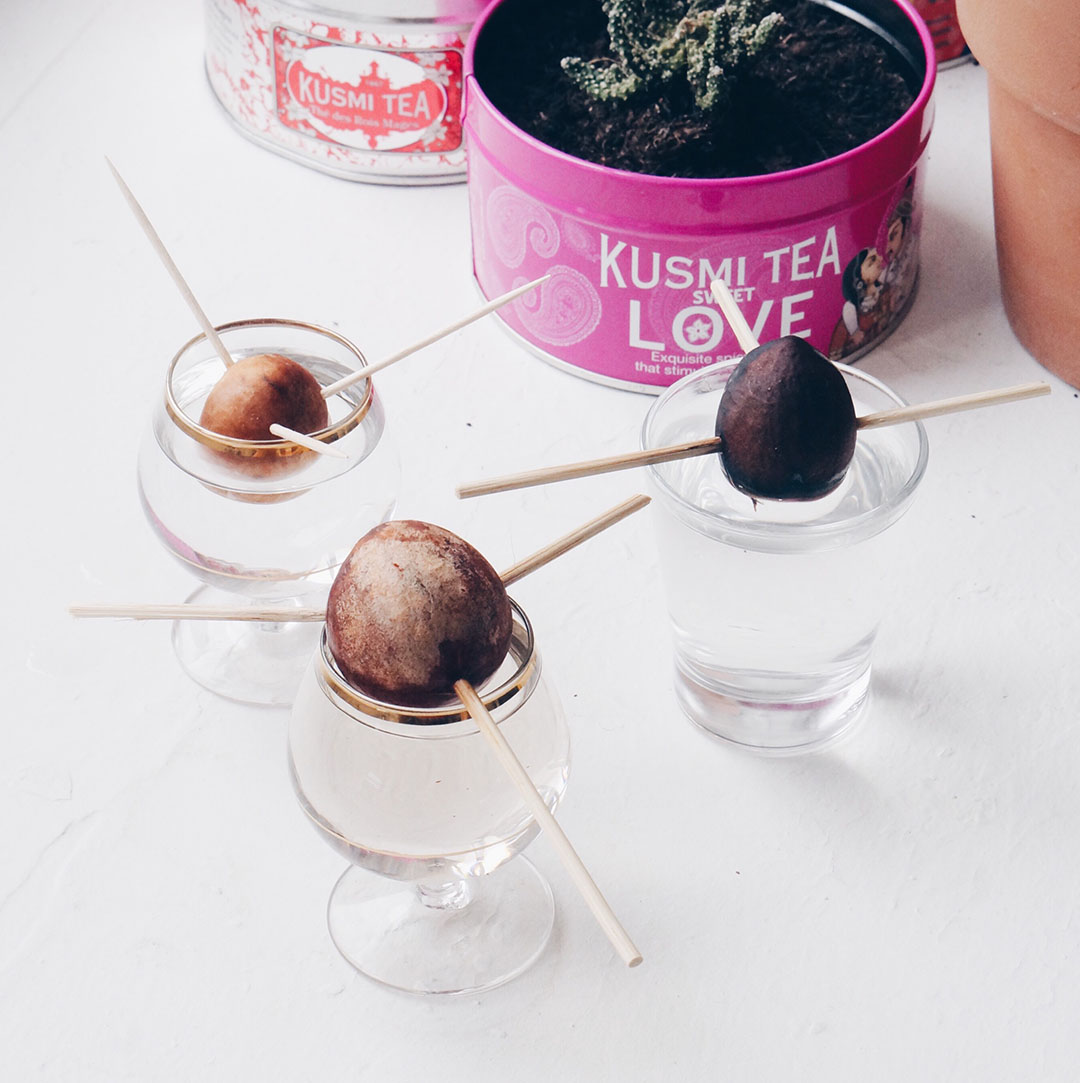 5_faire_germer_noyau_avocat_avocado_tree